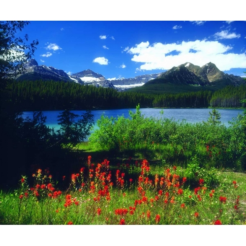 Canada, Alberta, Indian Paintbrush in Banff NP
